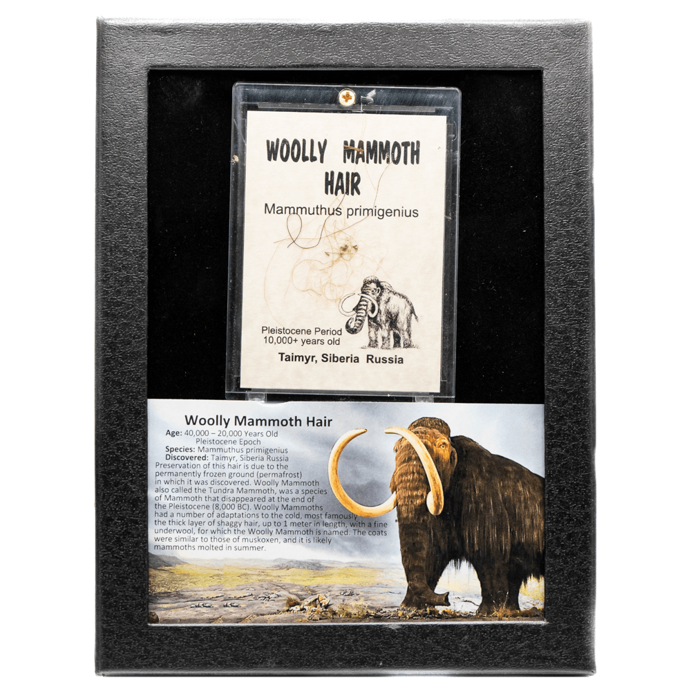 Woolly Mammoth Hair Art Gold & Silver Pawn Shop