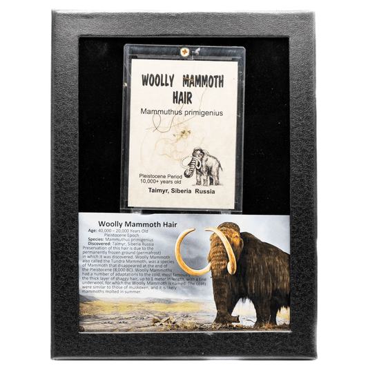 Woolly Mammoth Hair Art Gold & Silver Pawn Shop