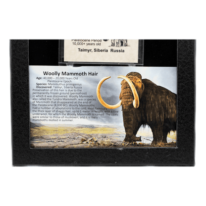 Woolly Mammoth Hair Art Gold & Silver Pawn Shop