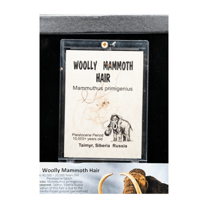 Woolly Mammoth Hair Art Gold & Silver Pawn Shop