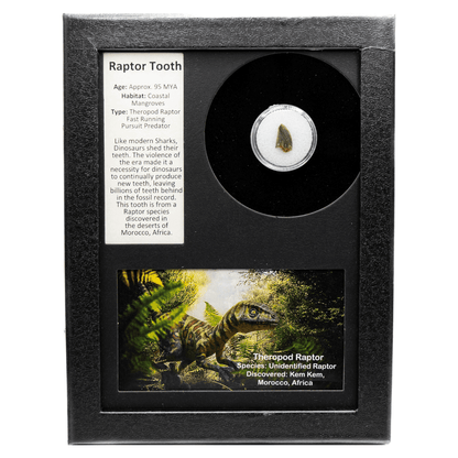 Raptor Tooth Art Gold & Silver Pawn Shop