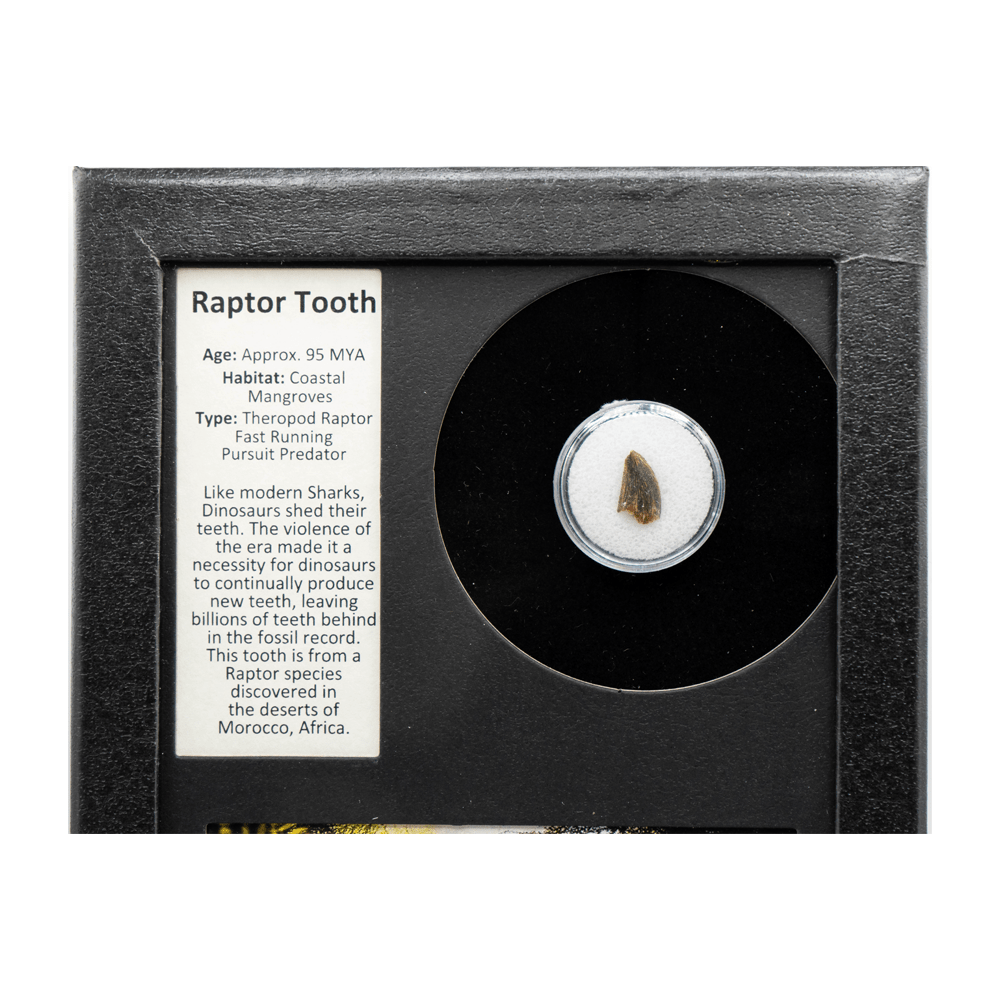 Raptor Tooth Art Gold & Silver Pawn Shop