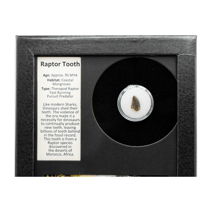 Raptor Tooth Art Gold & Silver Pawn Shop