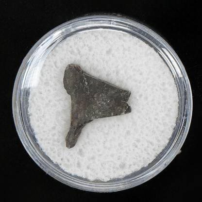 Rare Rumuriti (R3) Meteorite Art Gold & Silver Pawn Shop