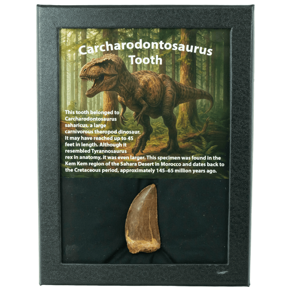 Carcharodontosaurus Tooth Art Gold & Silver Pawn Shop