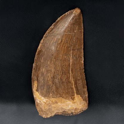 Carcharodontosaurus Tooth Art Gold & Silver Pawn Shop