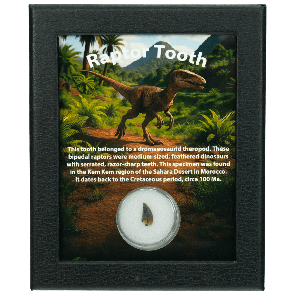 Bipedal Raptor Tooth Art Gold & Silver Pawn Shop