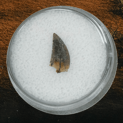 Bipedal Raptor Tooth Art Gold & Silver Pawn Shop