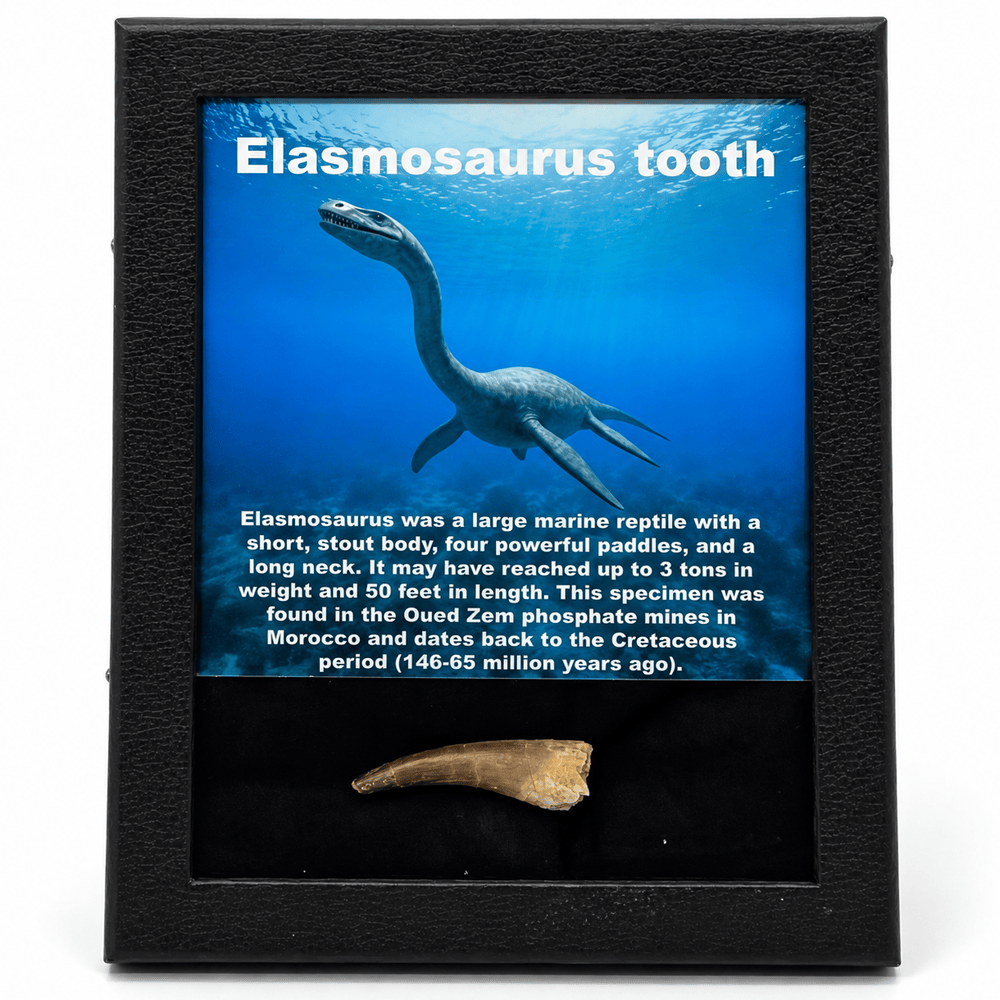 Elasmosaurus Tooth Art Gold & Silver Pawn Shop