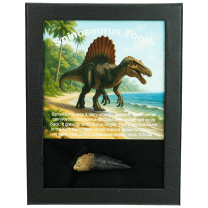 Spinosaurus Tooth Art Gold & Silver Pawn Shop Large