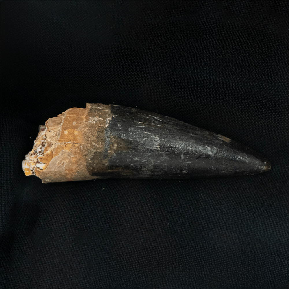 Spinosaurus Tooth Art Gold & Silver Pawn Shop