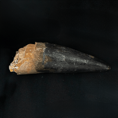Spinosaurus Tooth Art Gold & Silver Pawn Shop
