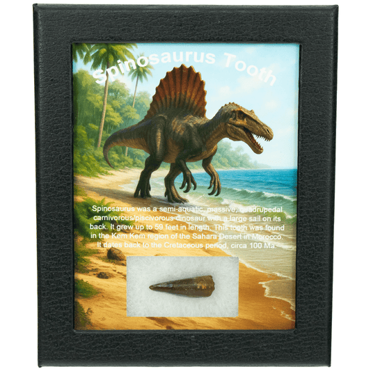 Spinosaurus Tooth Art Gold & Silver Pawn Shop Small