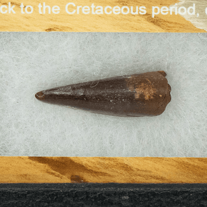 Spinosaurus Tooth Art Gold & Silver Pawn Shop