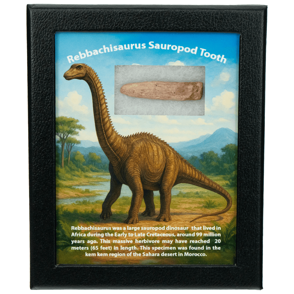 Rebbachisaurus Sauropod Tooth Art Gold & Silver Pawn Shop
