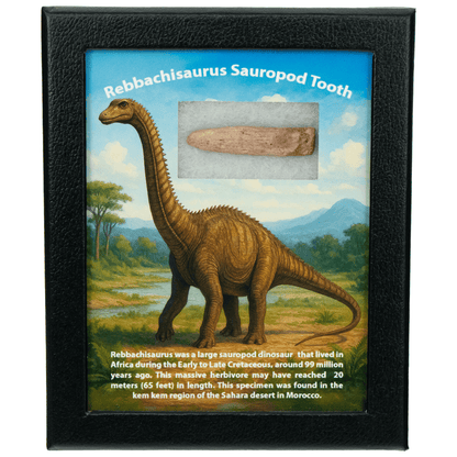 Rebbachisaurus Sauropod Tooth Art Gold & Silver Pawn Shop