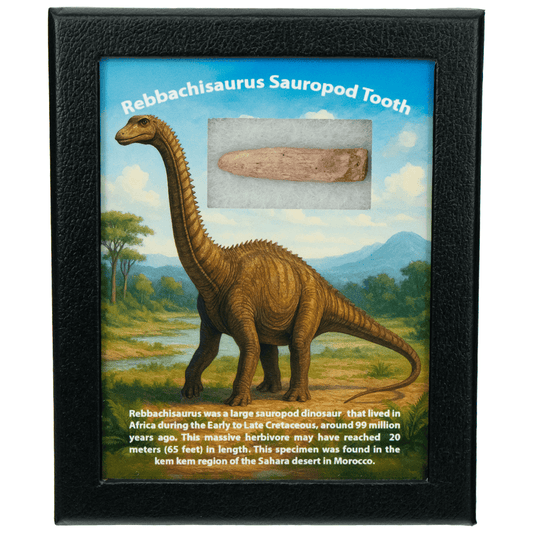 Rebbachisaurus Sauropod Tooth Art Gold & Silver Pawn Shop