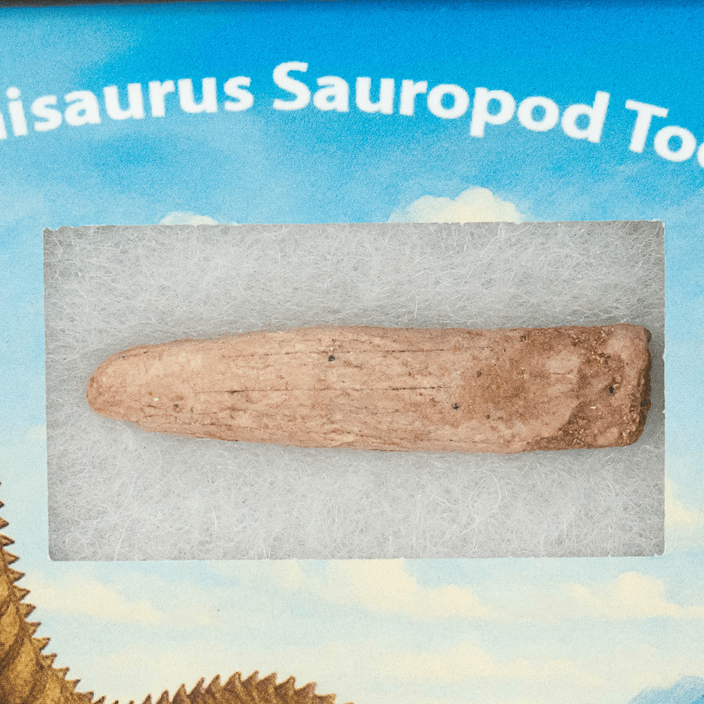 Rebbachisaurus Sauropod Tooth Art Gold & Silver Pawn Shop