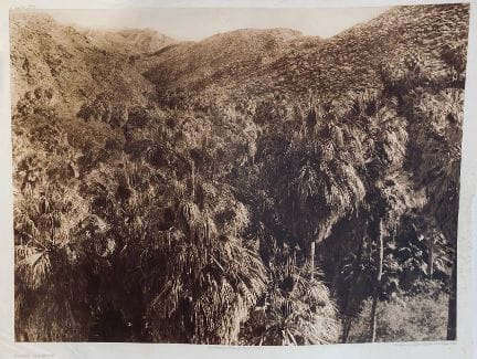 Edward Curtis Palm Canon thumbnail