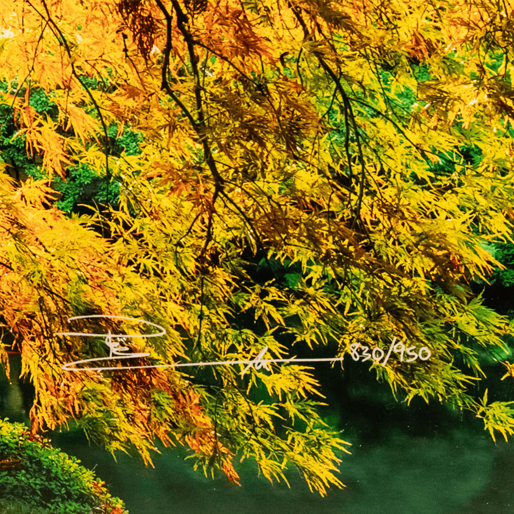 Peter Lik: Enchanted Heart Art G S Pawn