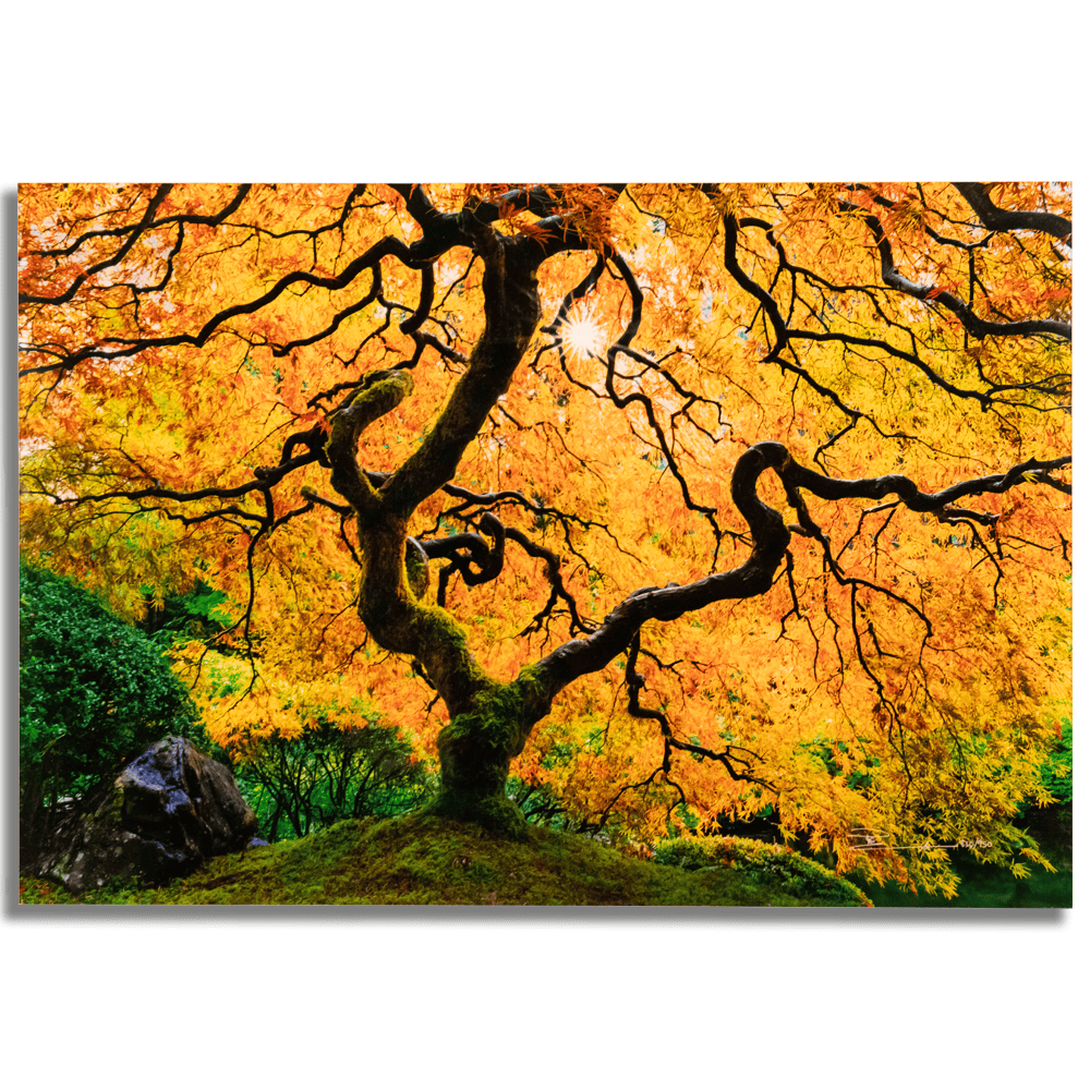 Peter Lik: Enchanted Heart Art G S Pawn