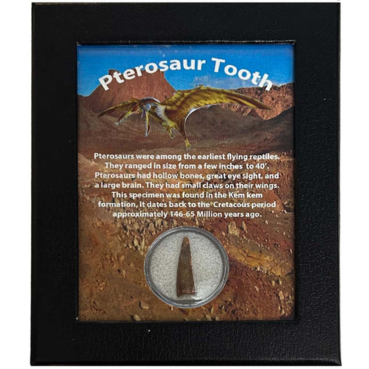 Pterosaur Tooth Thumbnail
