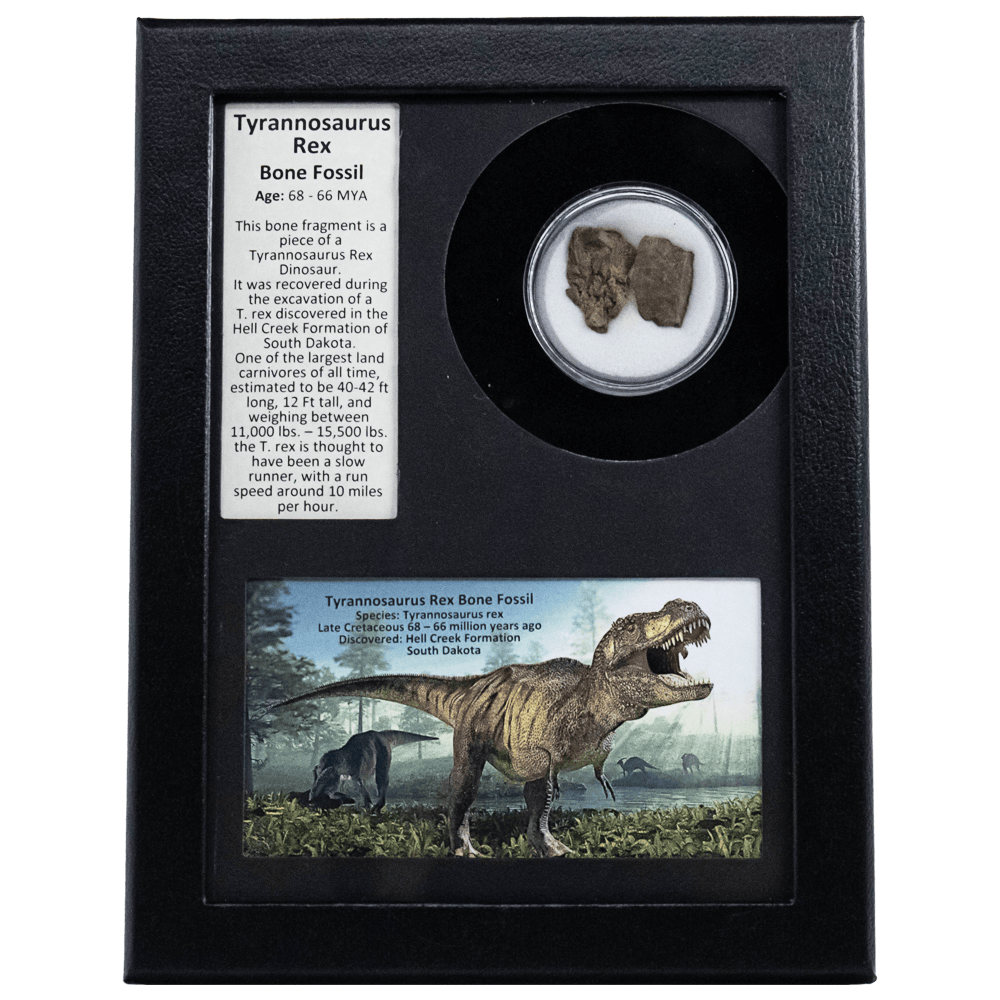 T-Rex Bone Fossil Art Gold & Silver Pawn Shop