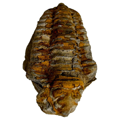 Brown Trilobite Fossil