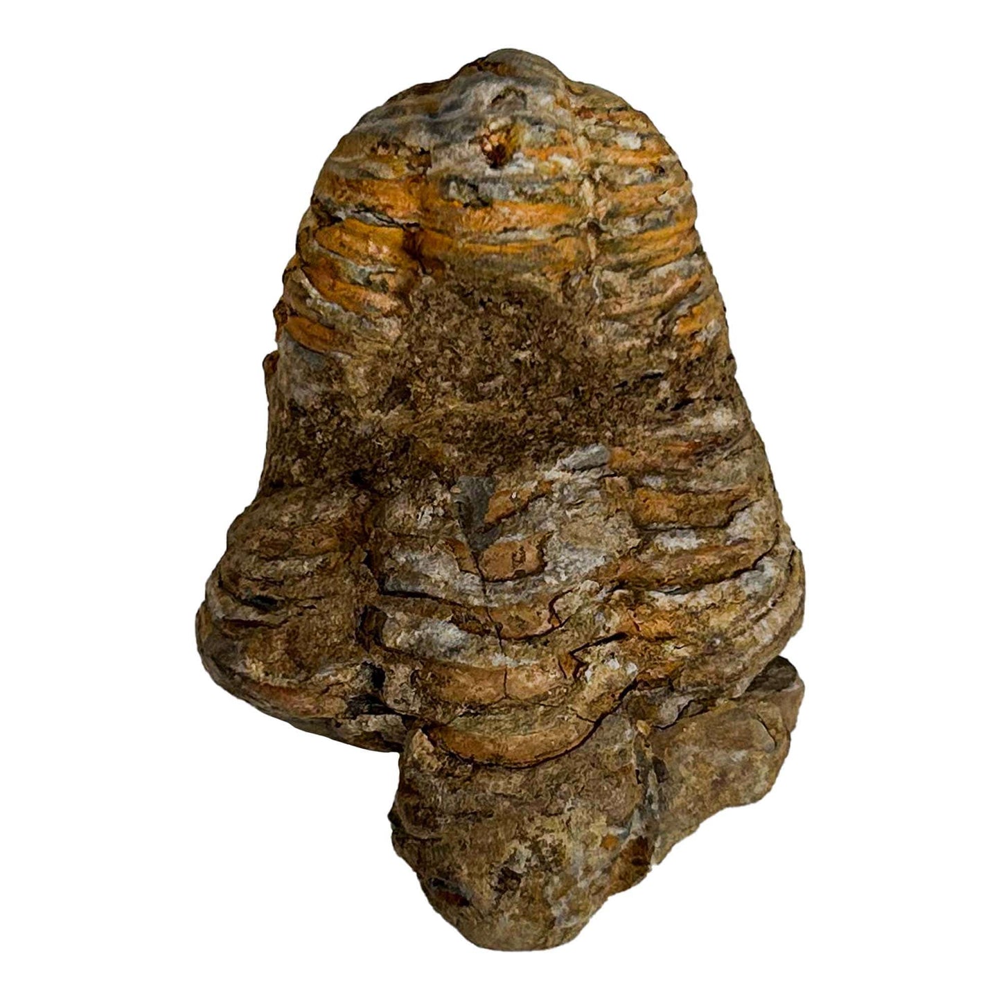 Brown Trilobite Fossil