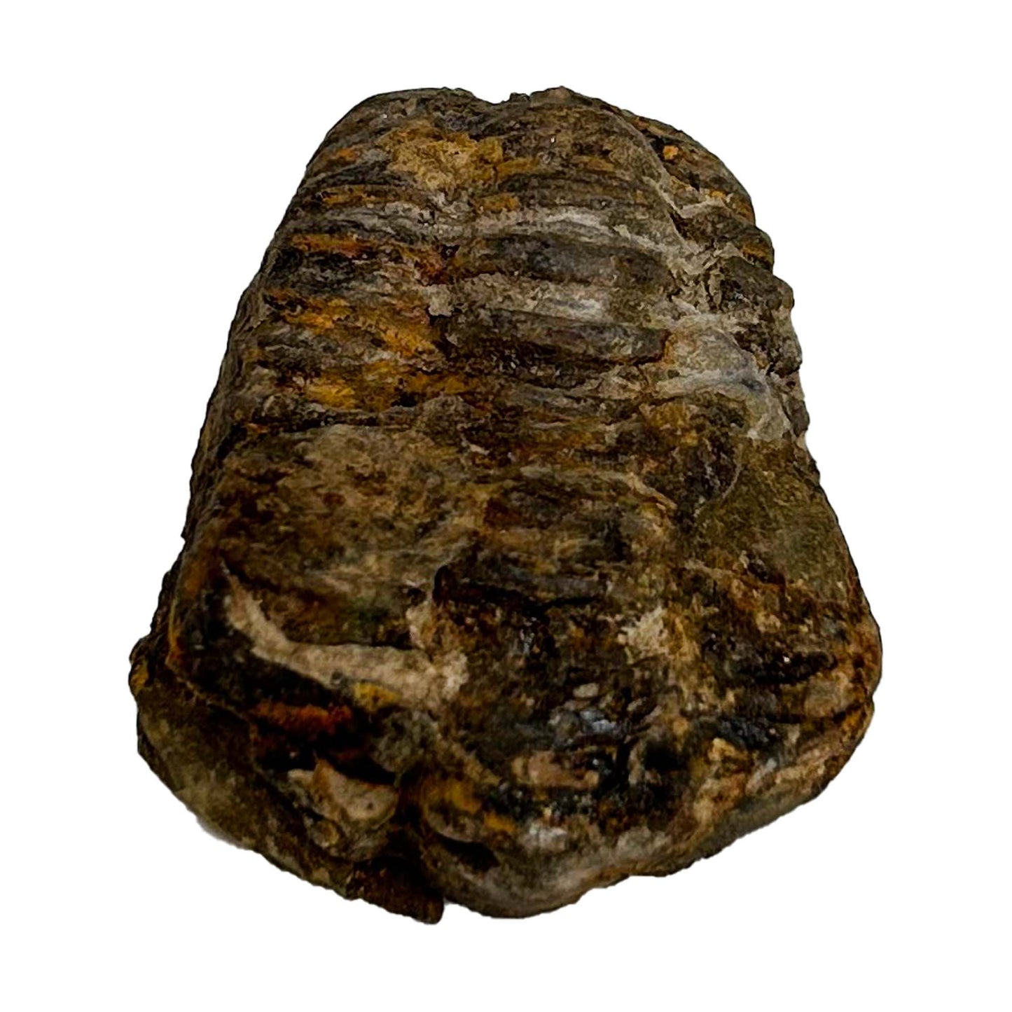 Brown Trilobite Fossil