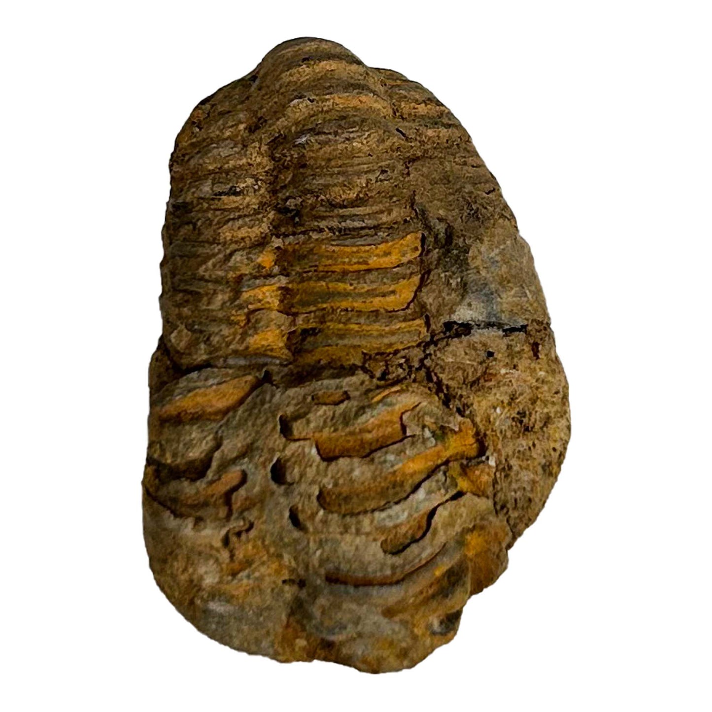 Brown Trilobite Fossil