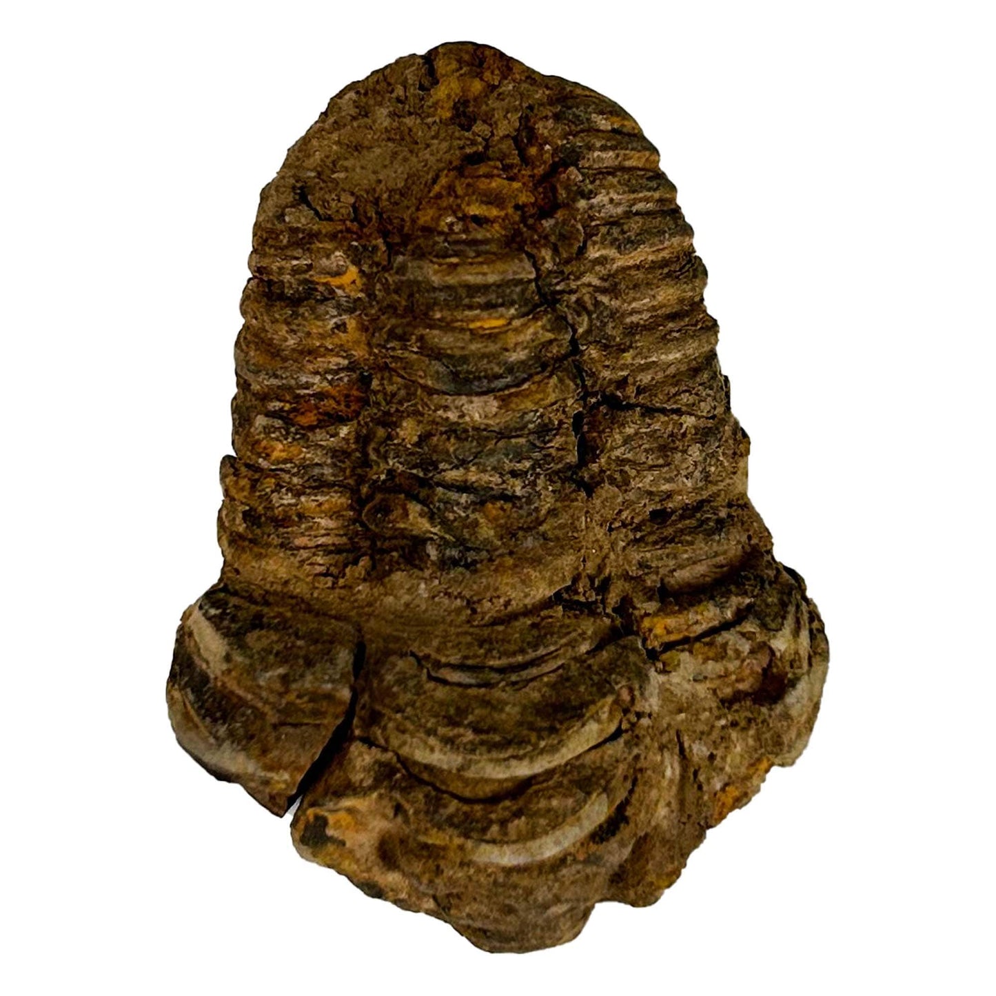 Brown Trilobite Fossil