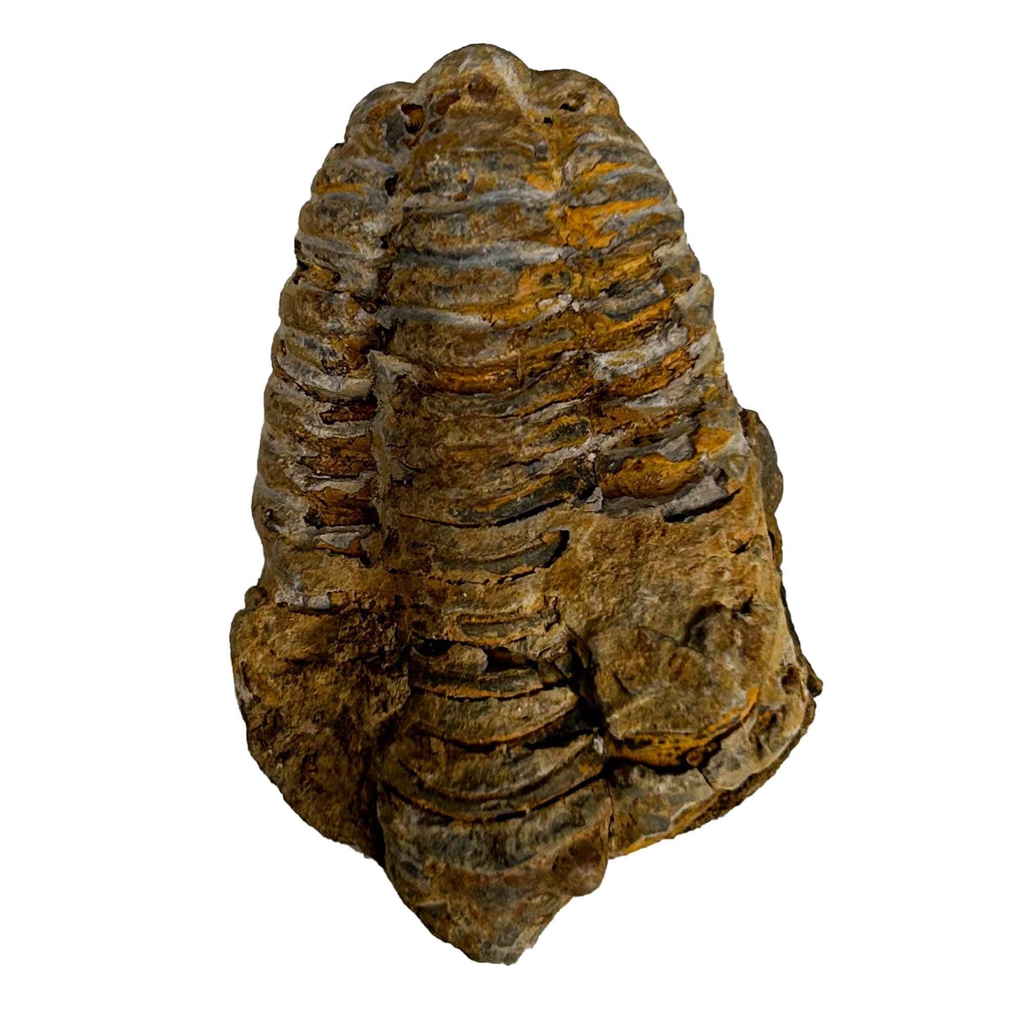 Brown Trilobite Fossil