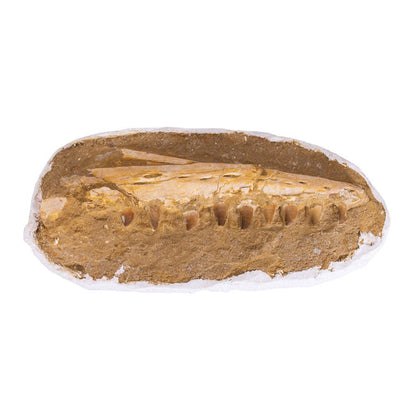 Mosasaur Jaw Fossil Thumbnail