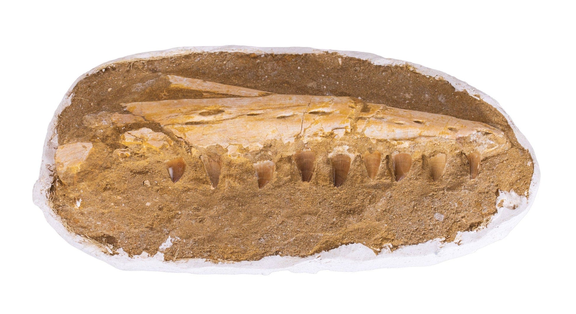 Mosasaur Jaw Fossil Front