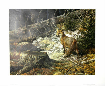 Carl Brenders; "On The Alert - Red Fox"