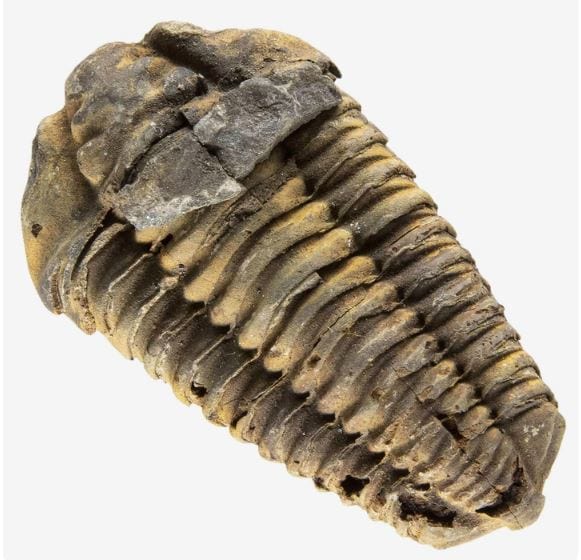 Trilobite Fossil (Brown)