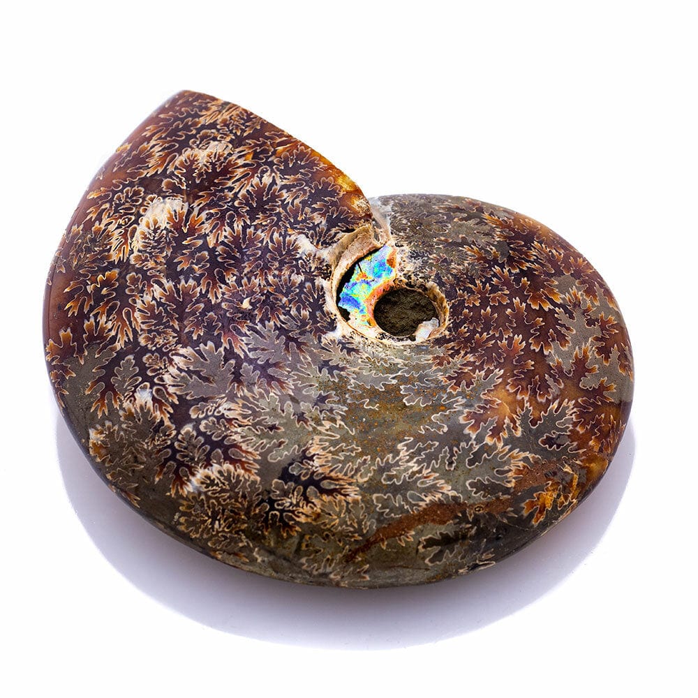 Polished Opalized Jigsaw Ammonite Fossil