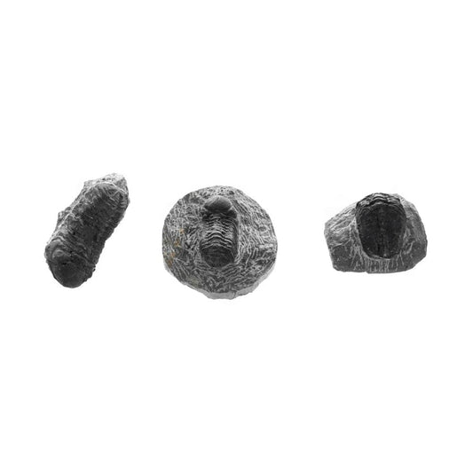 Metacanthina Trilobite Fossil Art G S Pawn