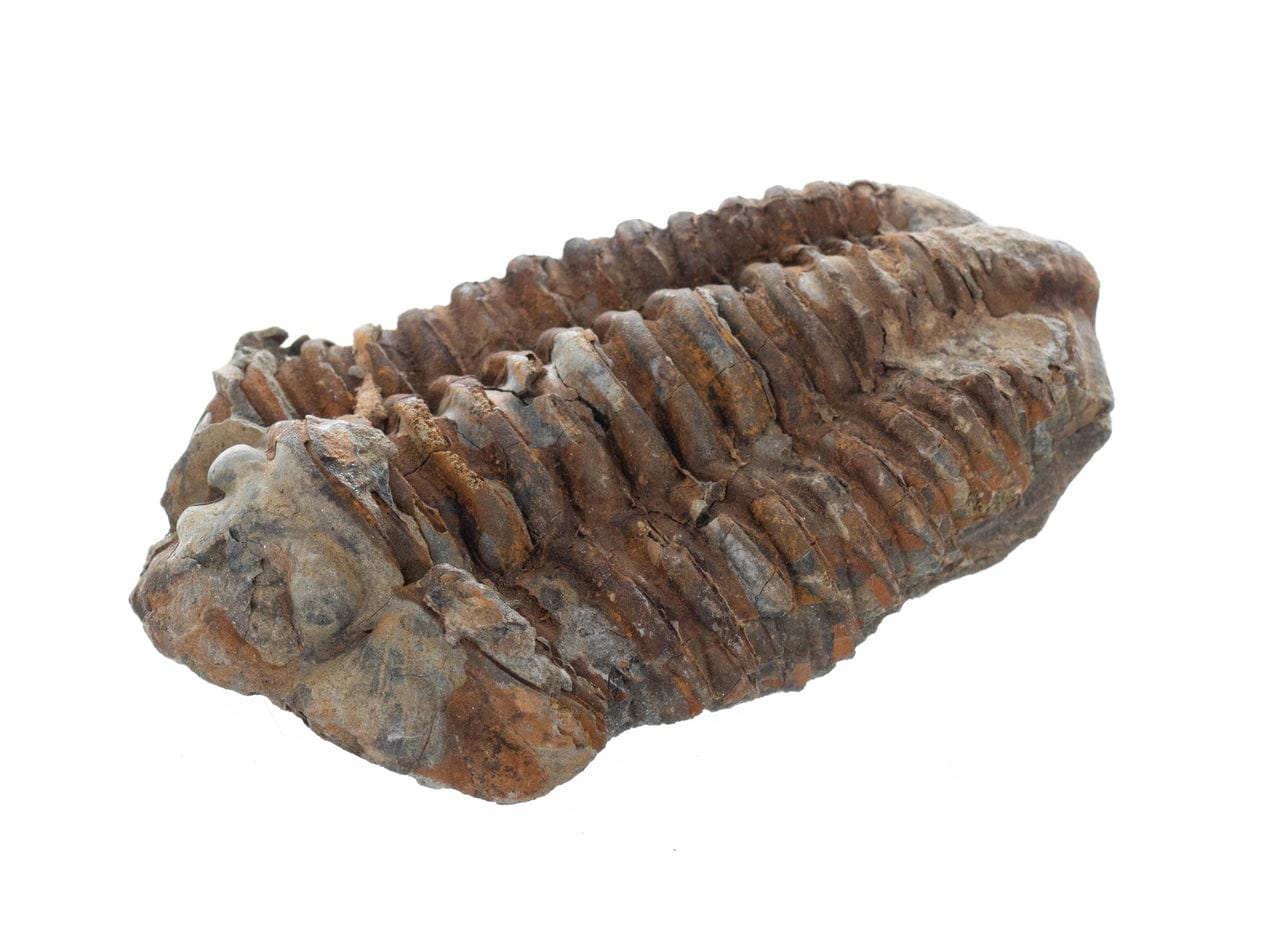 Trilobite Fossil (Brown) Front