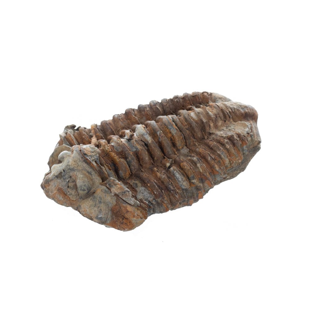 Trilobite Fossil (Brown)