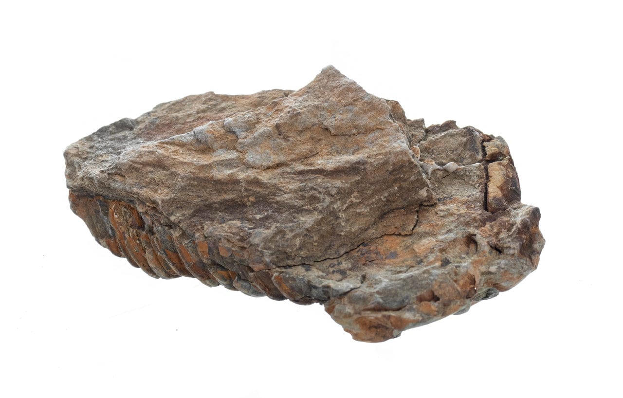 Trilobite Fossil (Brown) Reverse