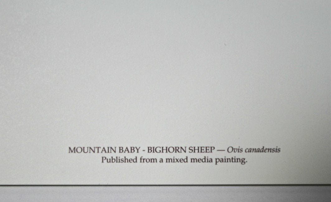 Carl Brenders; "Mountain Baby - Bighorn Sheep"