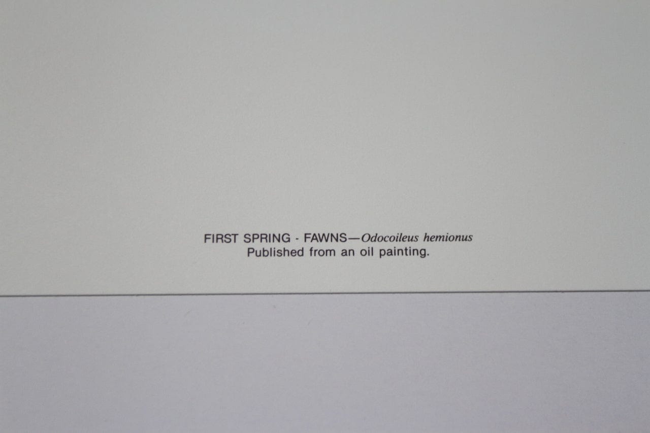 Paul Krapf; "First Spring - Fawns"