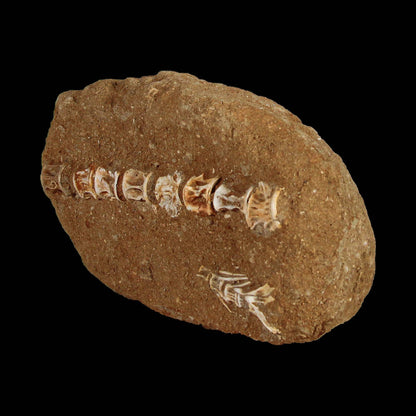 Saber Toothed Herring Fish Fossil Vertebra