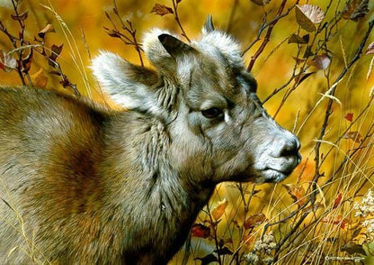 Carl Brenders; "Mountain Baby - Bighorn Sheep"